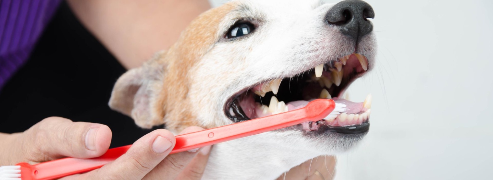 dental-care-for-your-pet-banner