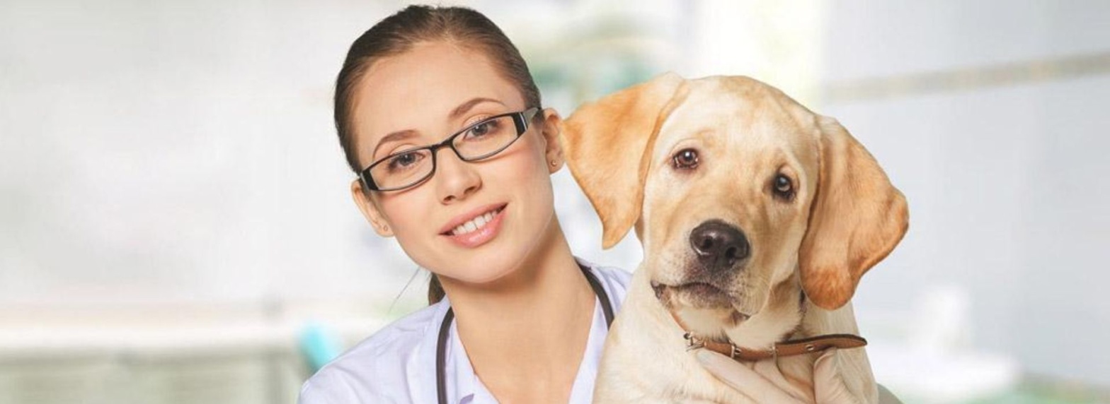 when-your-pet-should-visit-an-animal-hospital