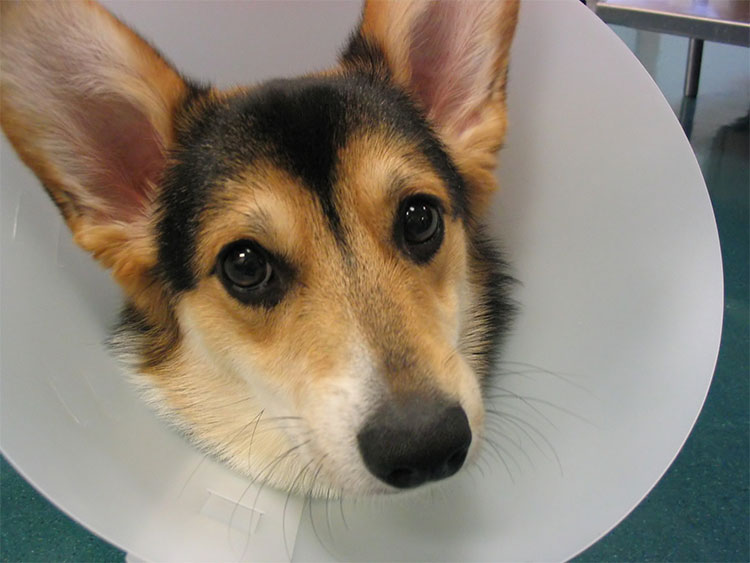 should-i-have-my-pet-spayed-strip1