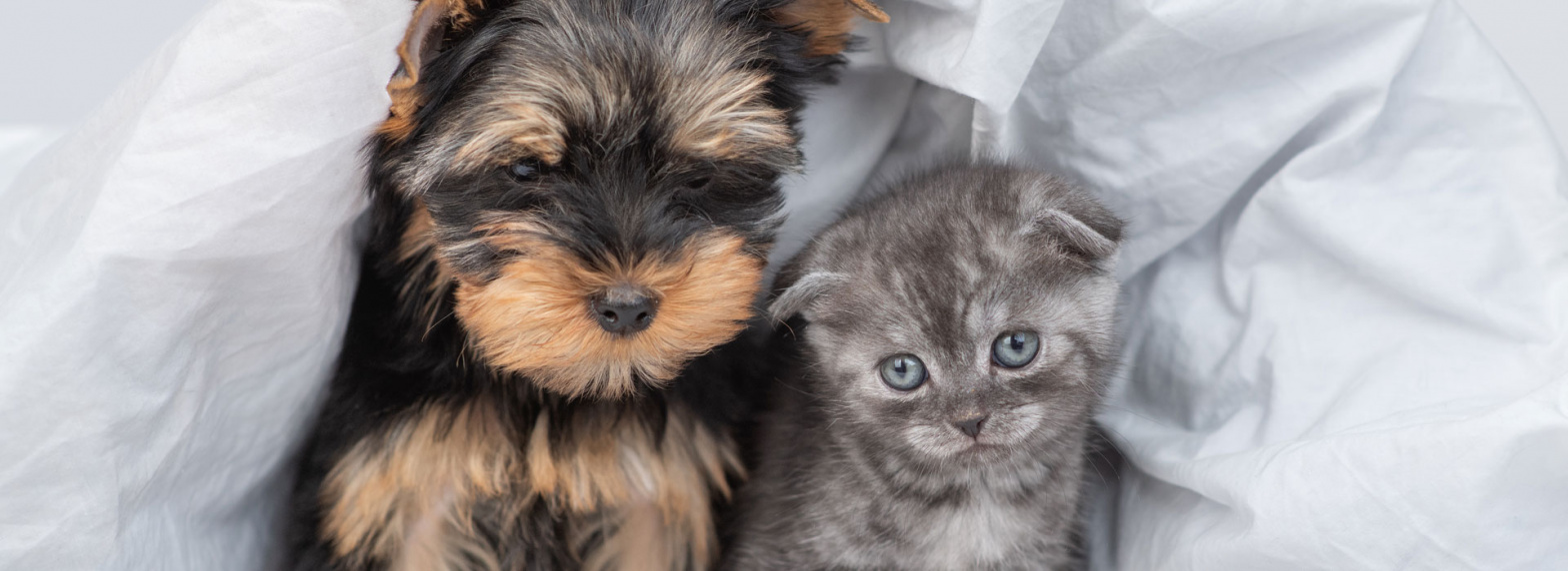 should-i-have-my-pet-spayed-banner