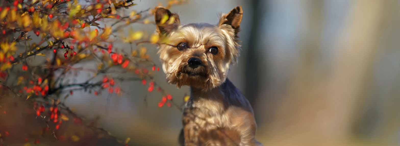 6-ways-windy-weather-can-affect-your-pet_banner