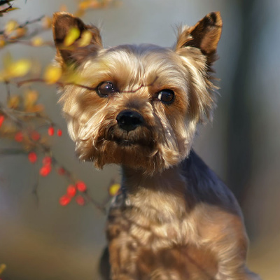 6-ways-windy-weather-can-affect-your-pet_banner