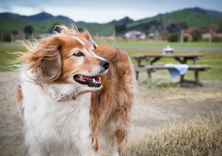 6-ways-windy-weather-can-affect-your-pet_strip4