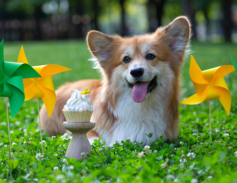 summer-treats-for-your-pet_strip3