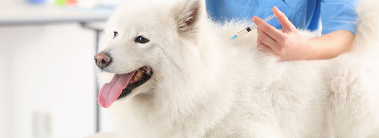 5-facts-to-know-about-your-pets-and-their-vaccinations-banner