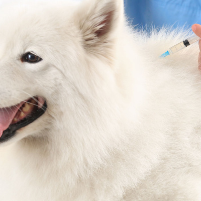 5-facts-to-know-about-your-pets-and-their-vaccinations-banner