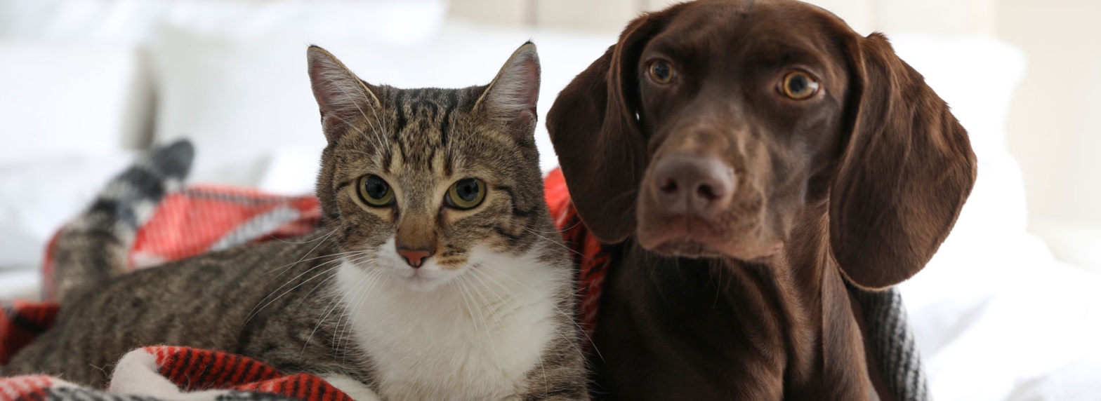 caring-for-your-pet-during-winter-seasonal-pet-concerns-banner