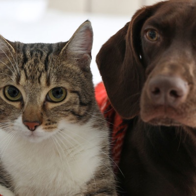 caring-for-your-pet-during-winter-seasonal-pet-concerns-banner