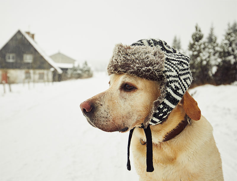 caring-for-your-pet-during-winter-seasonal-pet-concerns-strip3