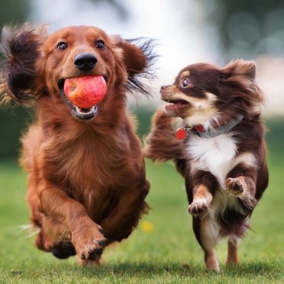 canine-fitness-month-8-fun-fitness-activities-to-do-with-your-pet-banner