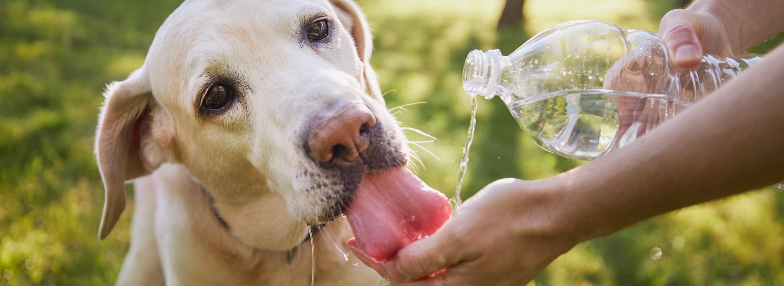 keeping-our-beloved-pets-hydrated-during-hot-summer-months-banner