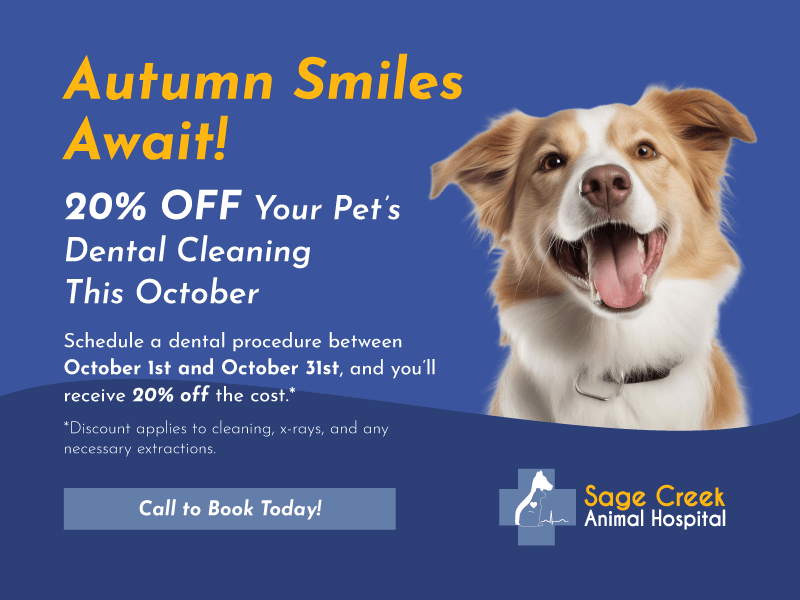 Pet Dental Care Near Me R3X 0J6 Sage Creek Animal Hospital