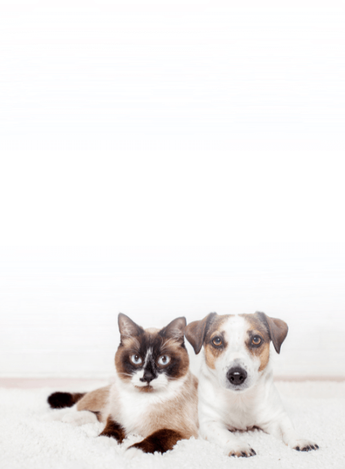 Doctor with dog